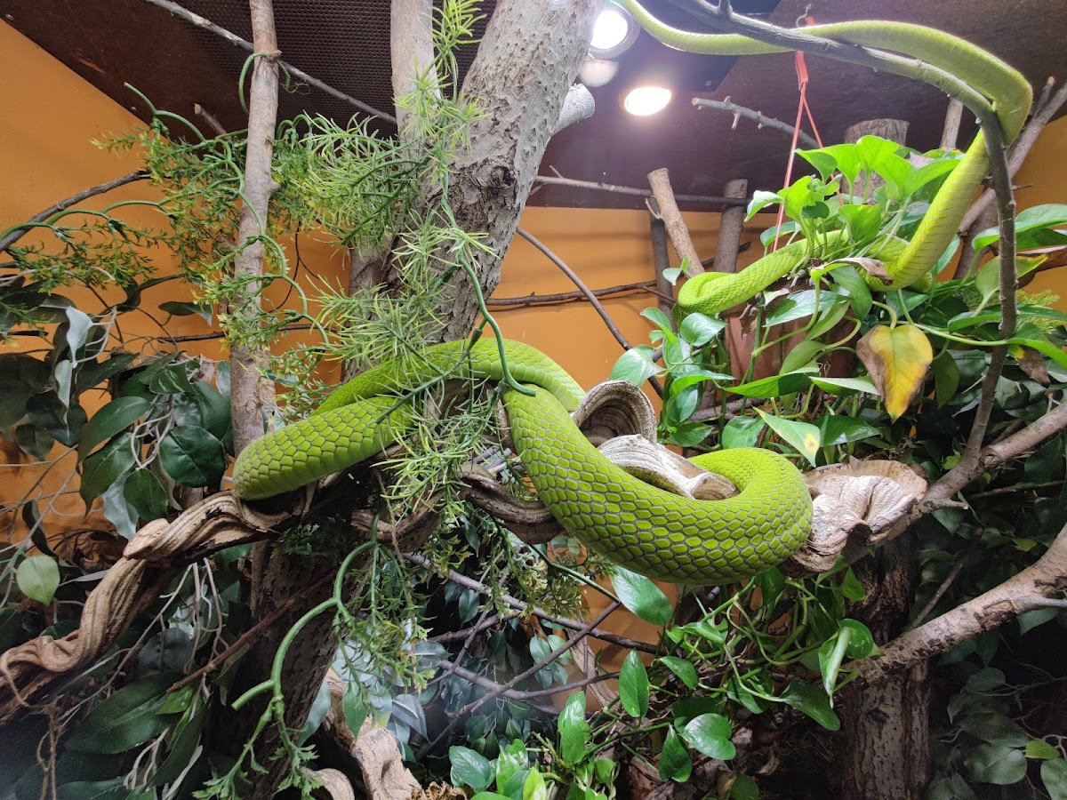 REPTILIENZOO NOCKALM