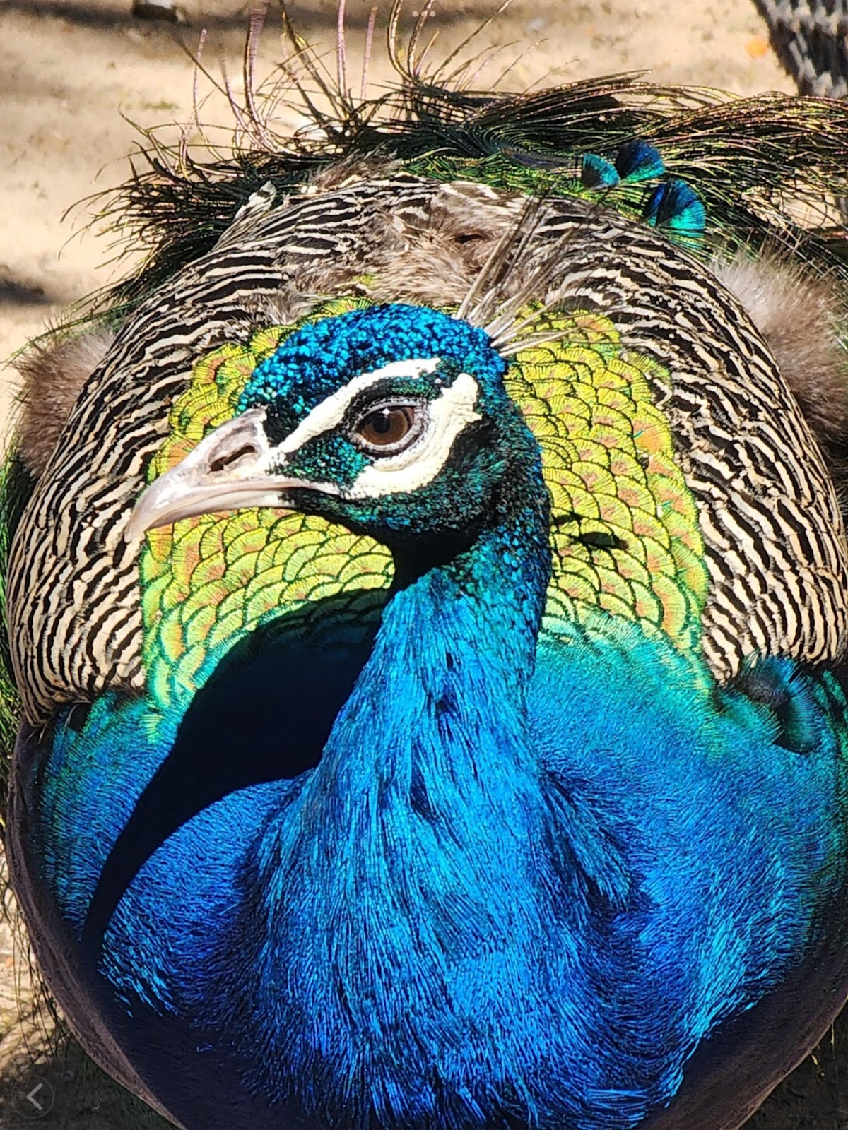 Alexandria Zoo