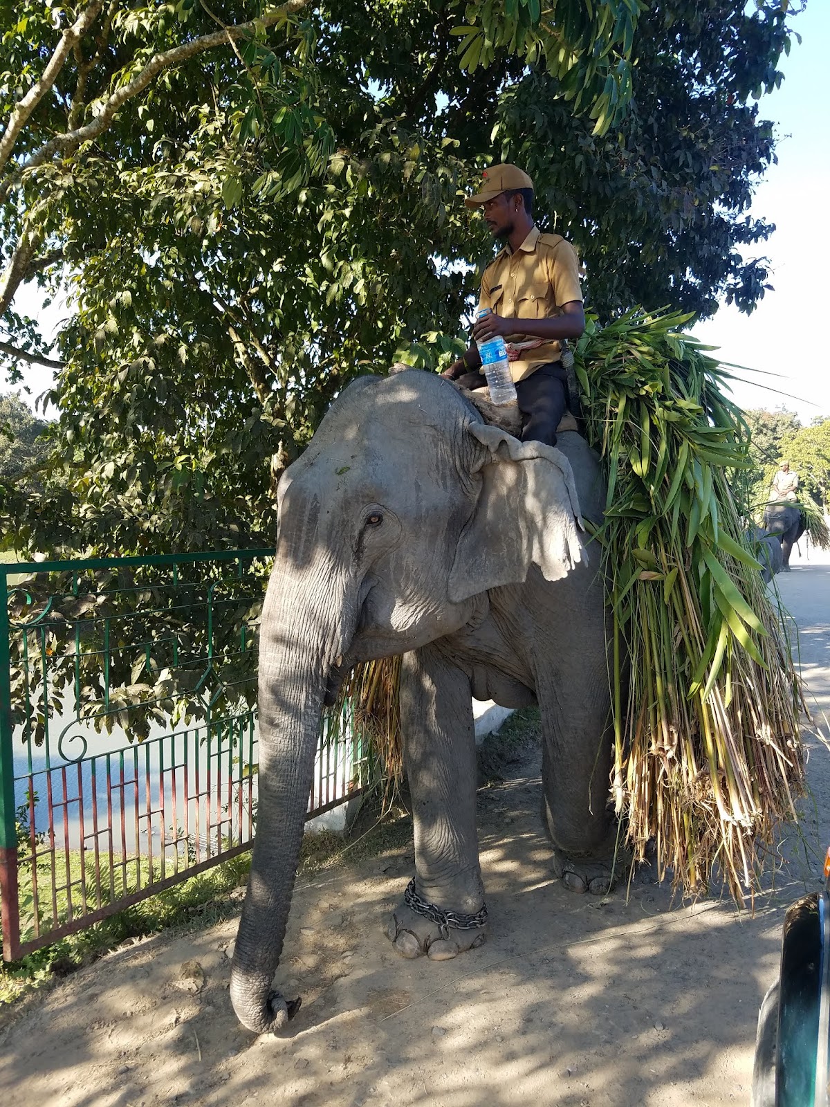 Kaziranga National Park photo 3