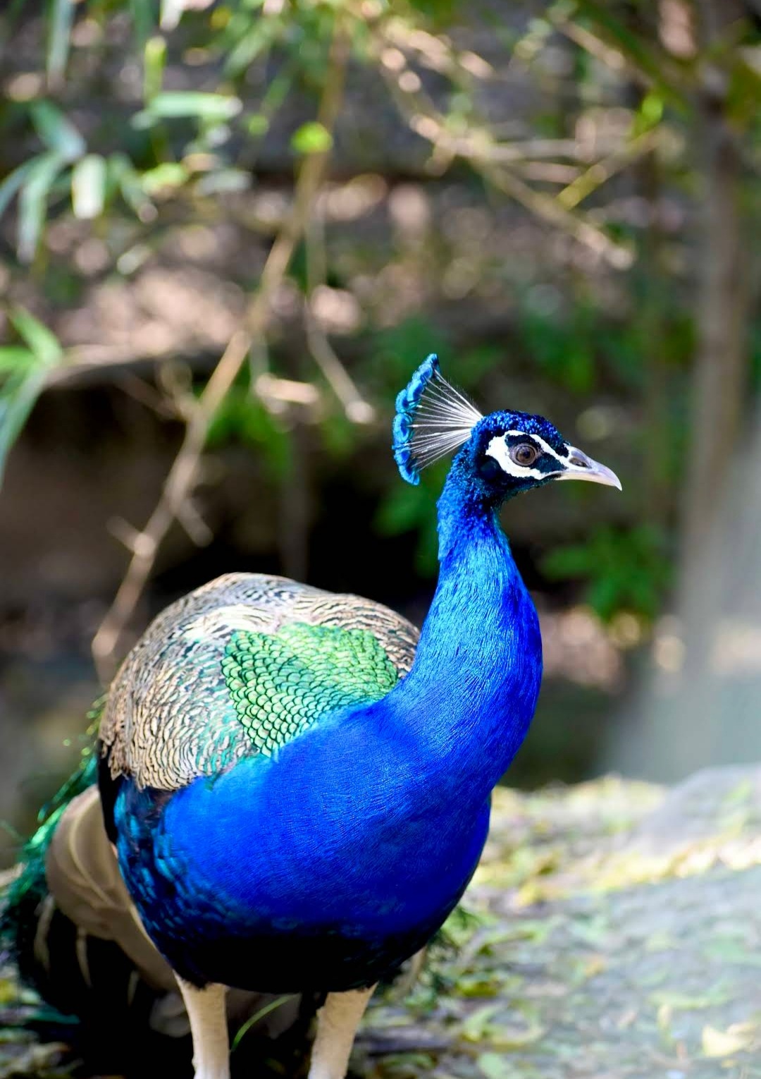 Kanpur Zoological Park