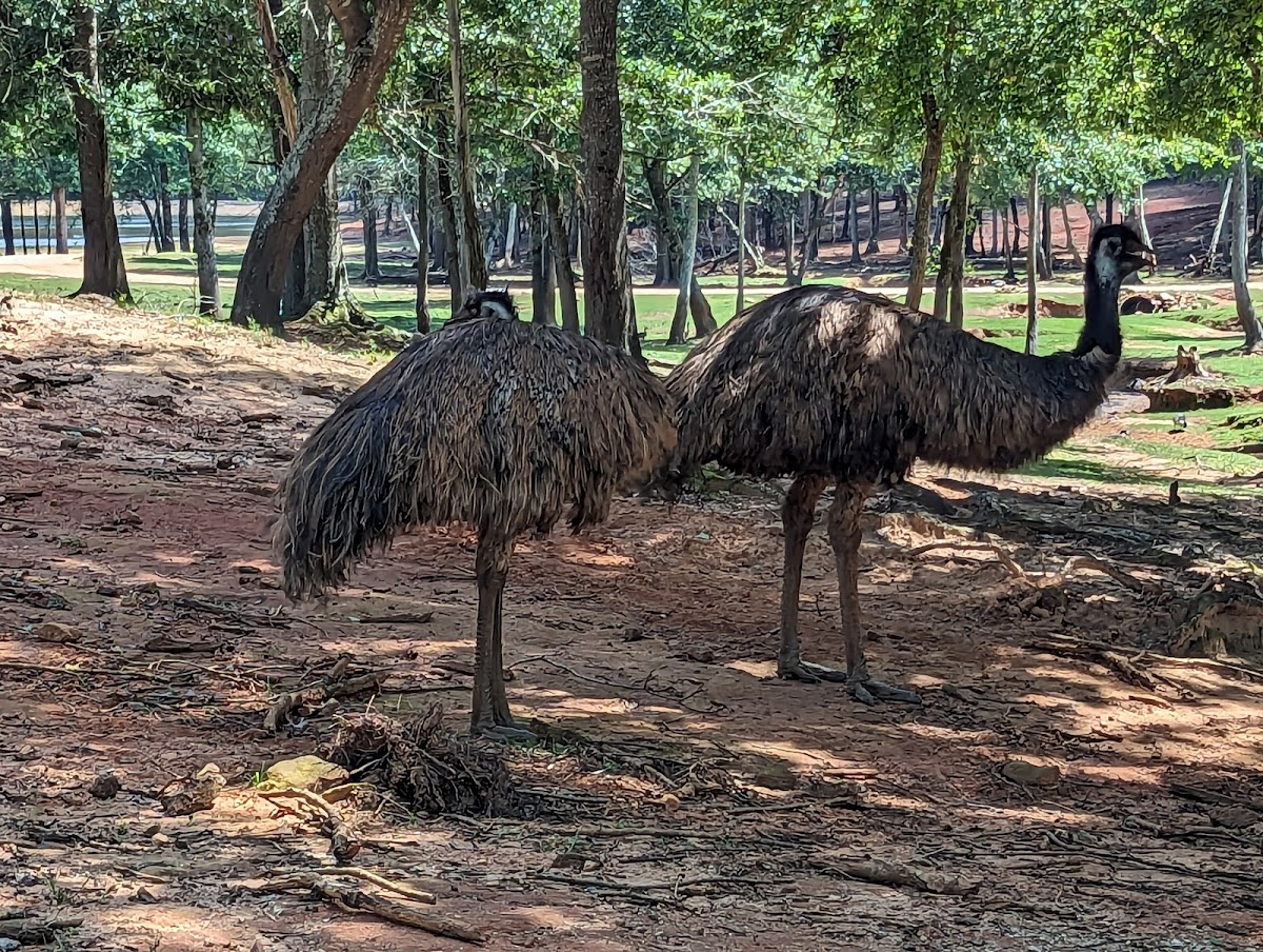 Wild Animal Safari - Pine Mountain, Georgia