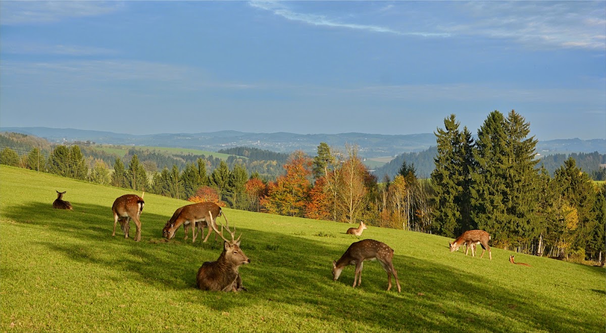 Tierpark Altenfelden