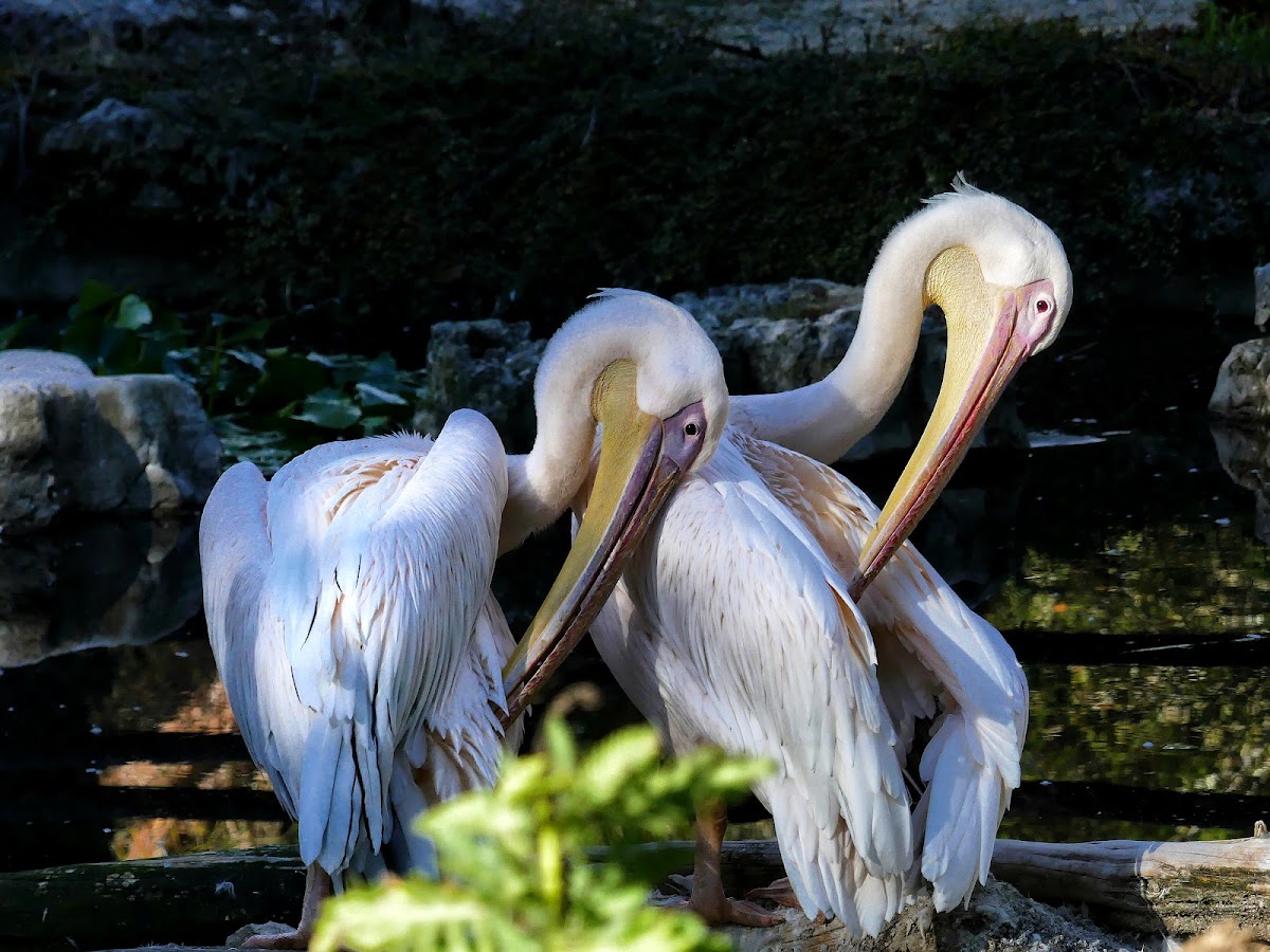 Animal Park of Gramat