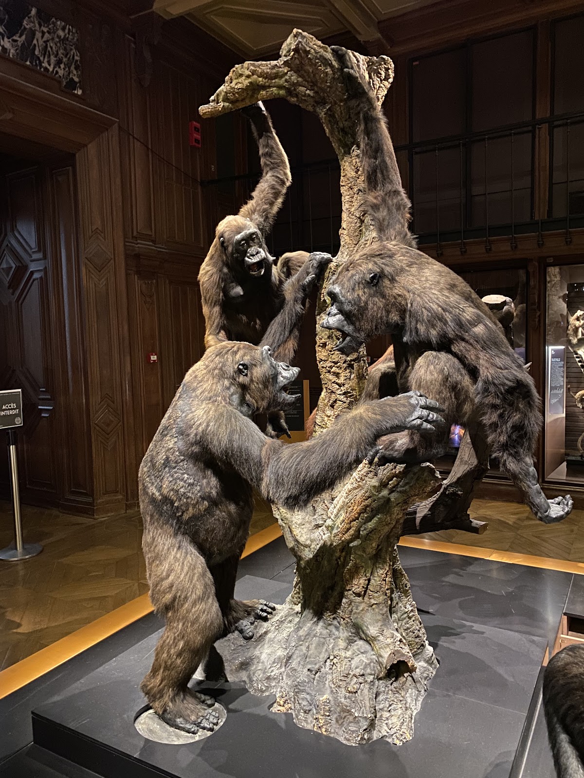 Gallery of Evolution