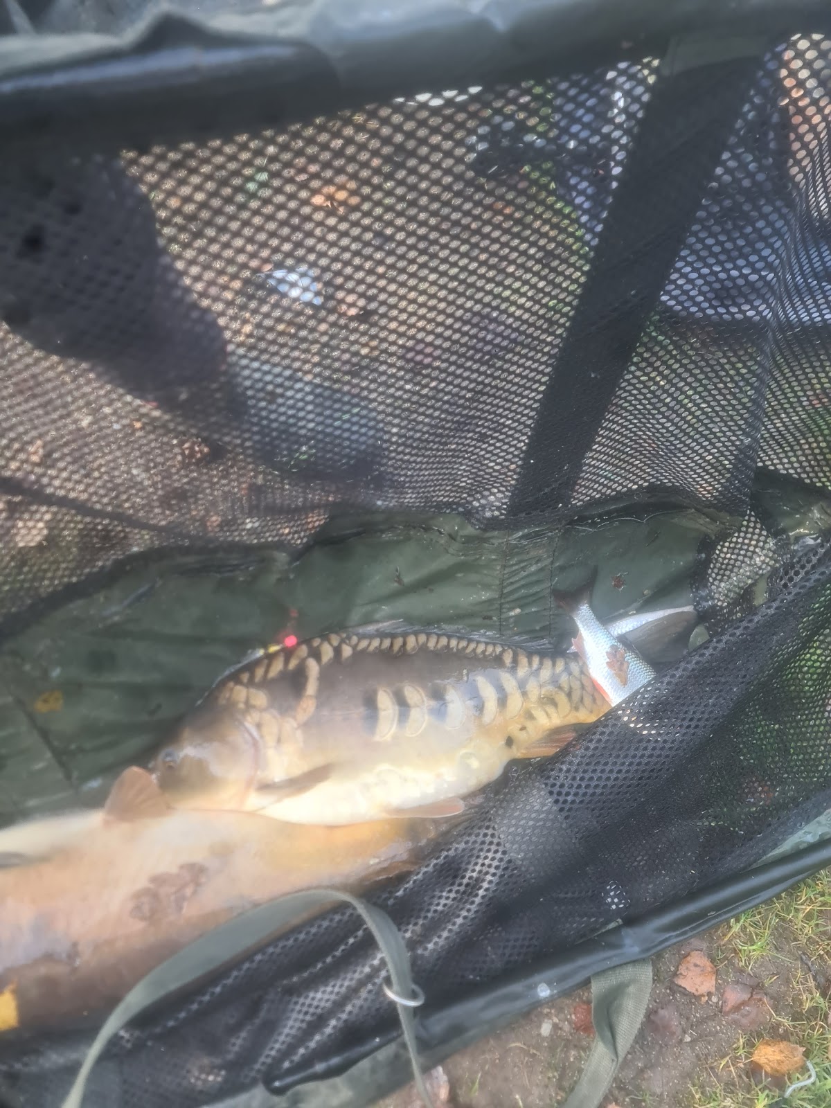lac des trois chenes/ three oaks lake - peche par jour - day ticket fishing