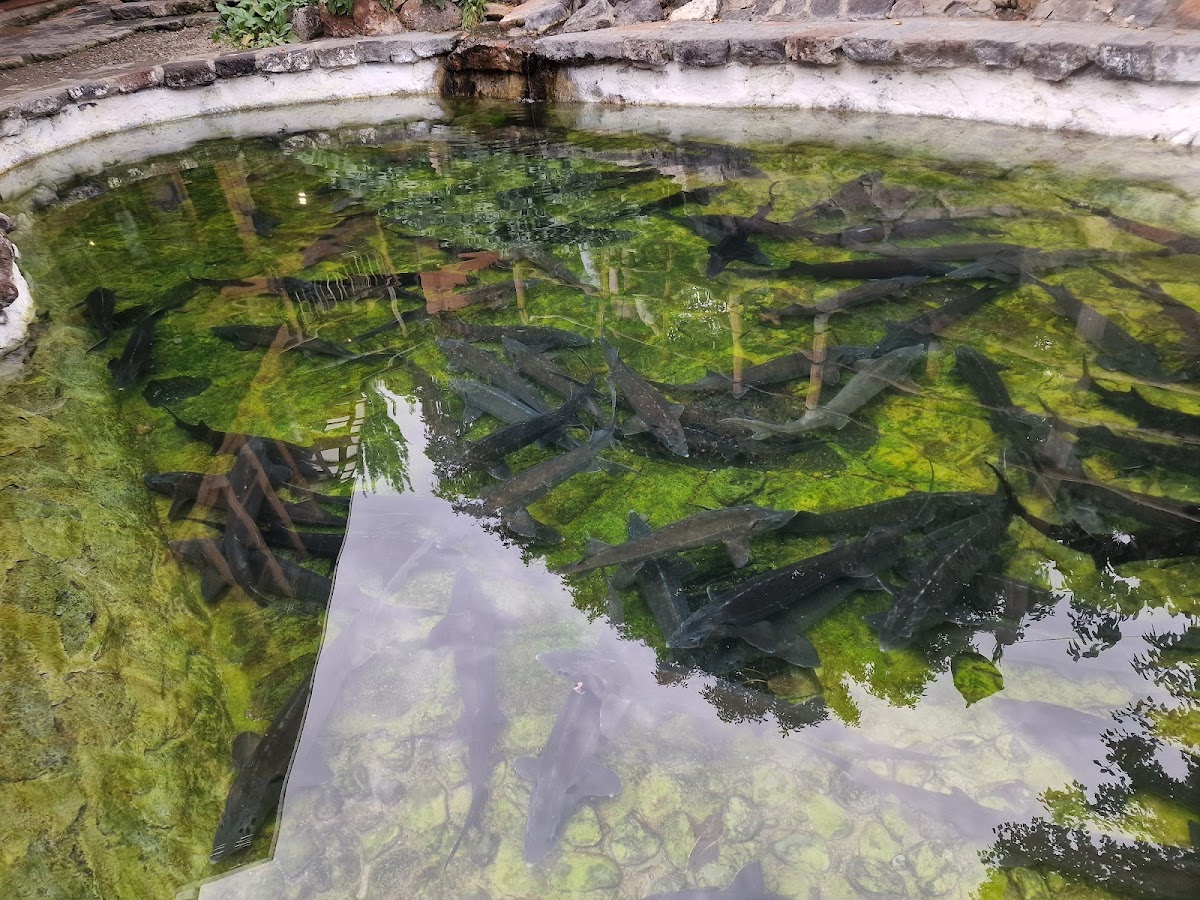 Cherkezi Dzor-Gyumri's Fish Restaurant