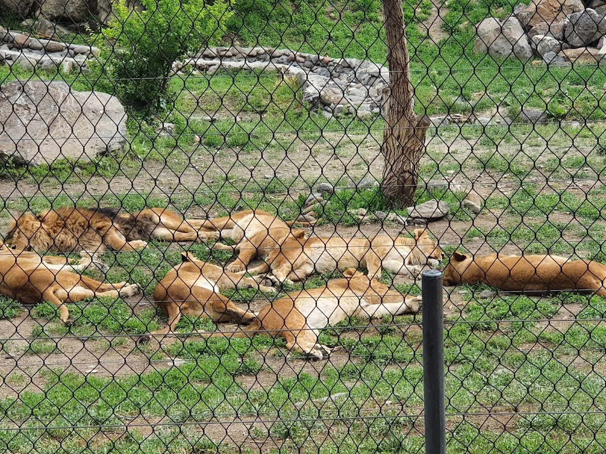 Yerevan Zoo