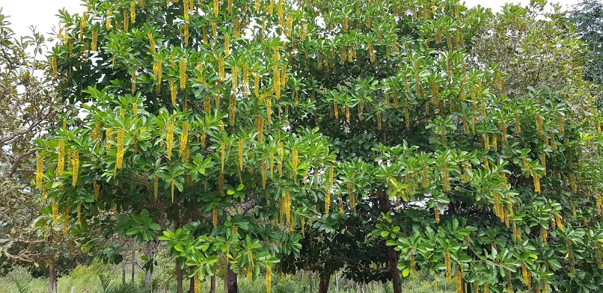 Fervedouro do Buritizinho