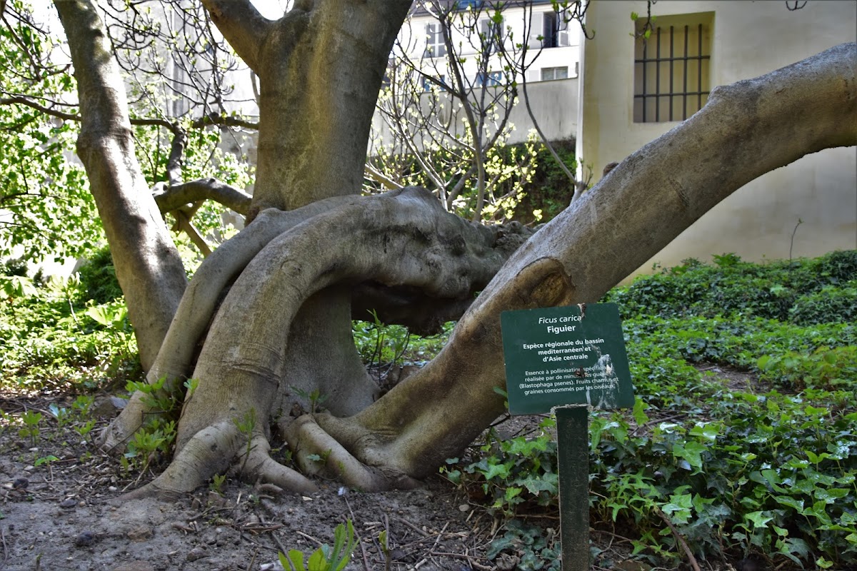 Rosiers Joseph Migneret Garden