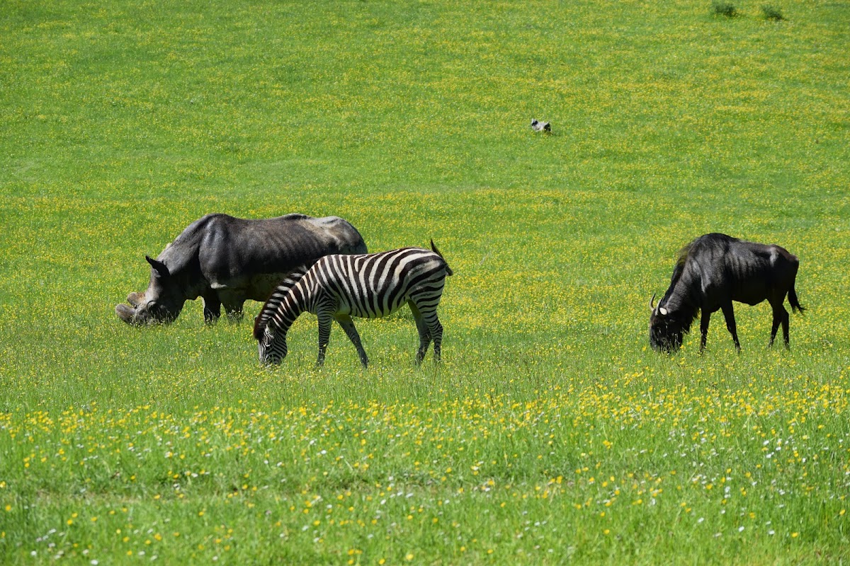 Park Zoo Reynou