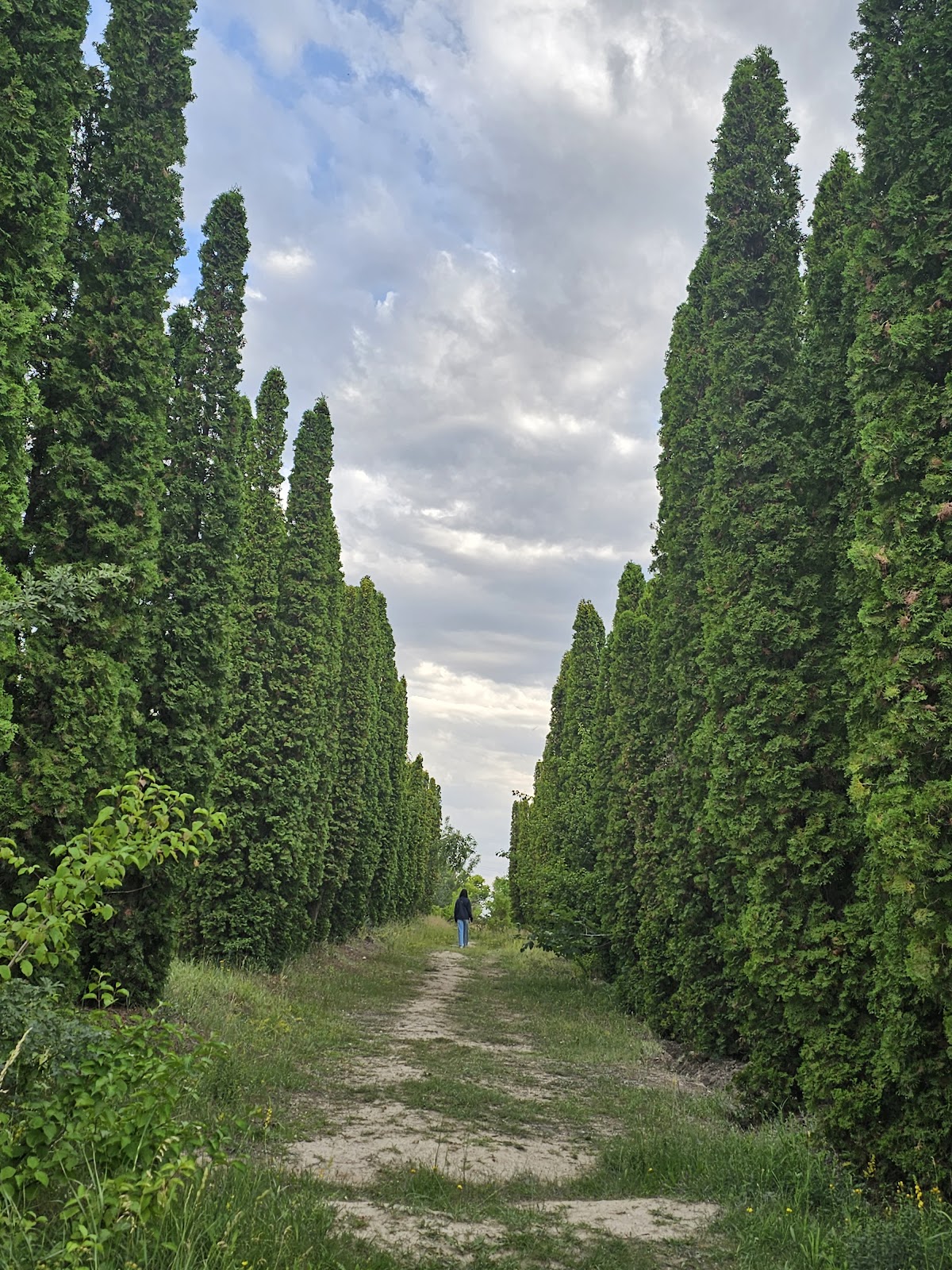 Jrvezh Forest Park