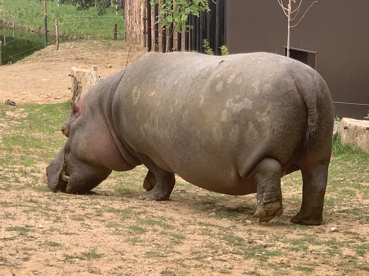 Animal Park Auvergne
